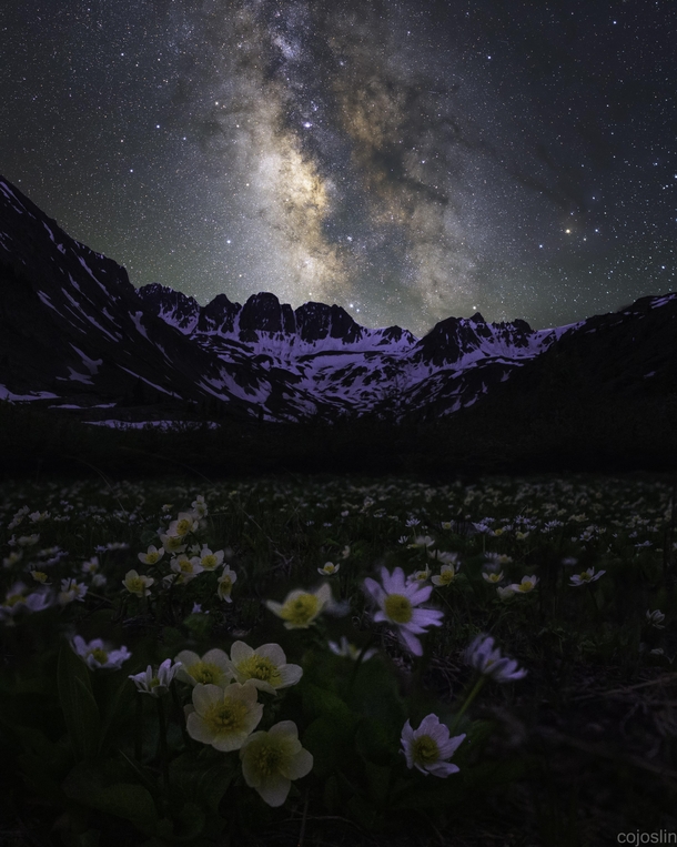 Milky Way over some mountains and wildflowers in Colorado Trying to get better at focus stacking 