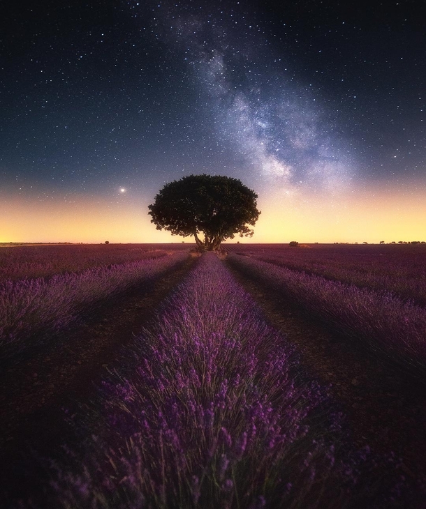Milky Way over the beautiful lavender fields in Brihuega Spain  IG joseramosphotography