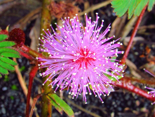 Mimosa pudica  Leaves retract when touched Hili Hawaii