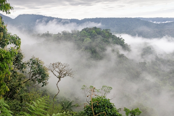 Mindo Cloud Forest Ecuador 