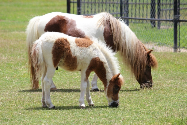 Miniature horses Santa Ynez Valley California 