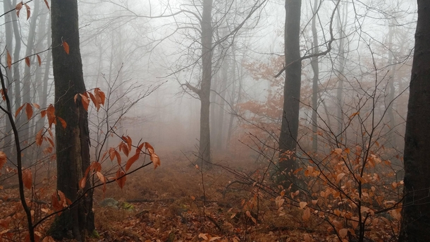 Misty Autumn Afternoon in Northeastern Pennsylvanian Woods 