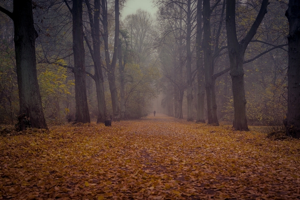 Misty Autumn in Wrocaw Poland 
