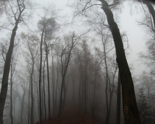 Misty forest in Slovenia 