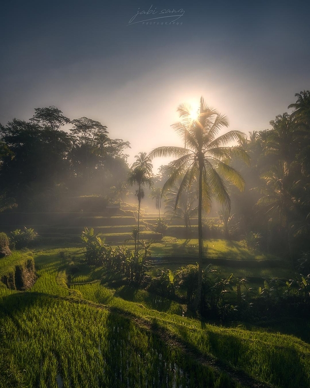 Misty morning at the rice paddies in Bali Indonesia OC  jabisanz