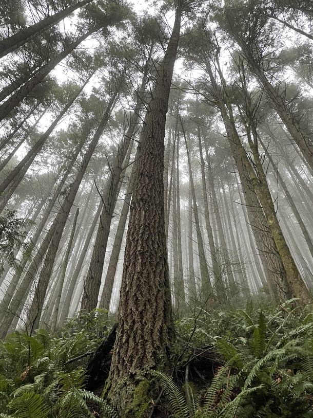 Misty morning hike to Oyster Dome Chuckanut Mountains in Bellingham WA 