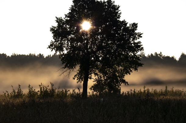Misty morning in Estonia 
