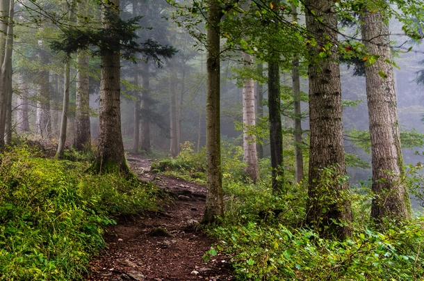 Misty morning in the forest - Val de Travers Switzerland 