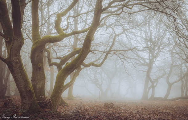 Misty Wood England  x