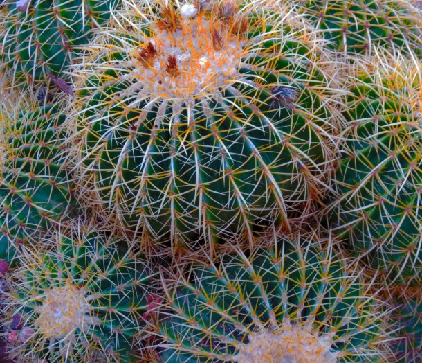 Mojave Mound Cacti Echinocereus triglochidiatus 