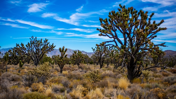 Mojave National Preserve Ca OC 
