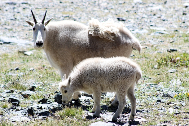 Mom and baby mountain goats