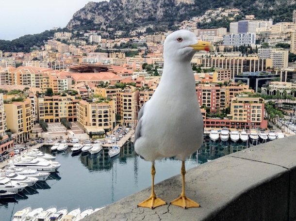 Monacos seagull