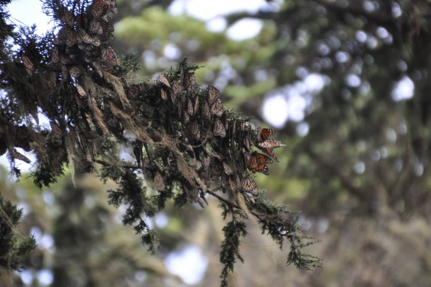 Monarch Butterflies Danaus plexippus mid-migration in Pacific Grove California 