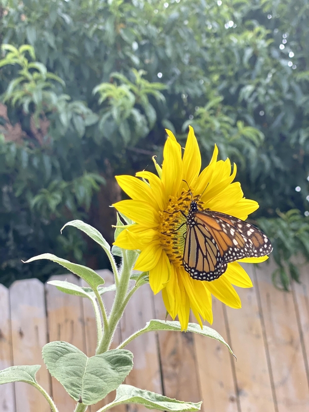 Monarch butterfly on a Sunflower 