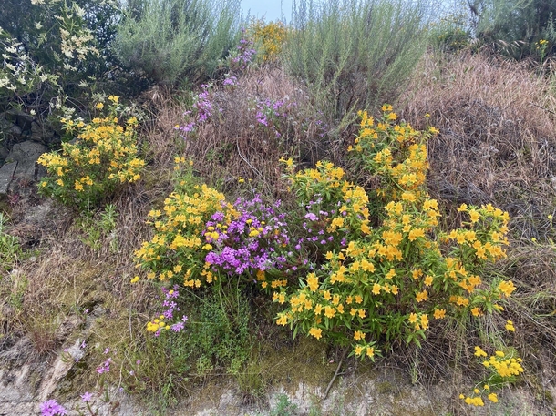 Monkey Flowers Phlox Chamise Sage and Golden Yarrow flowering in the Verdugo Mountains