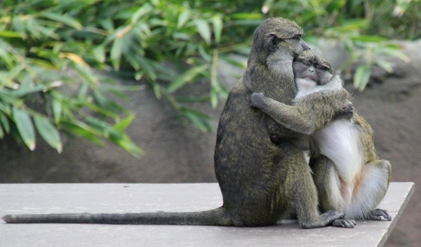 Monkeys sharing a moment 