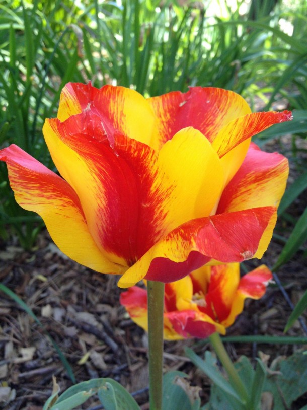 Monte Flame Tulip 