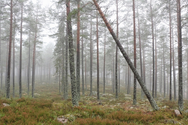 Moody autumn in a swedish forest Kolmrden 