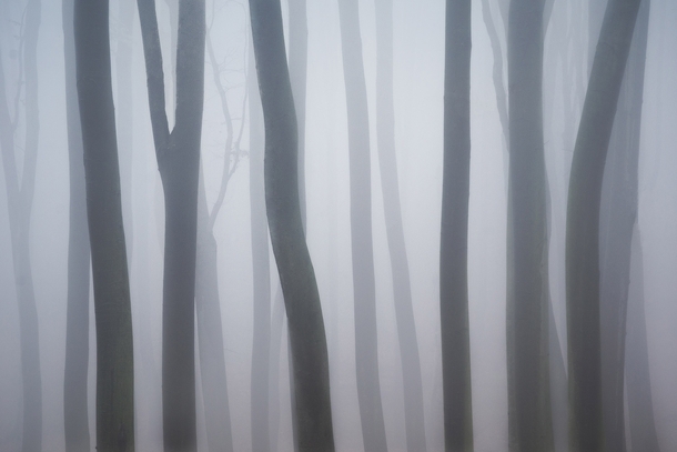 Moody foggy forest in Hungary You can find more photos on my instagram babuspatrikfotok 