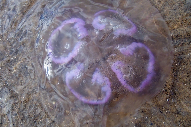 Moon jellyfish Scotland