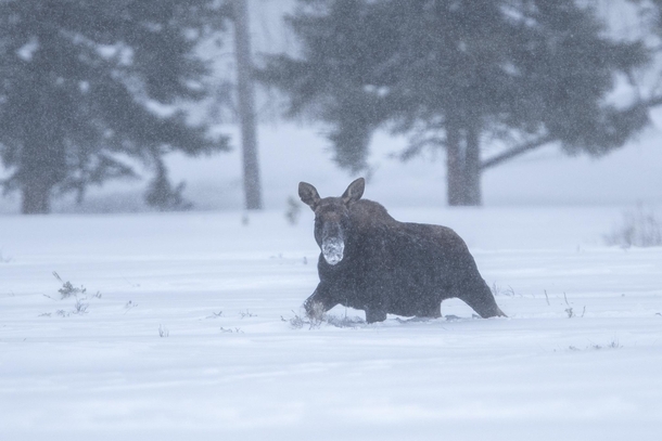Moose in a Snowstorm in Yellowstone National Park