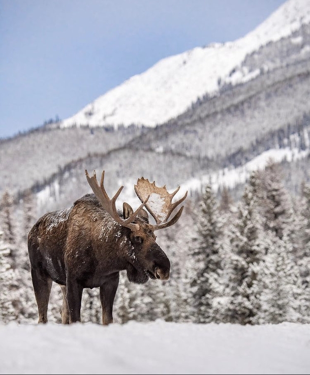 Moose in Jasper National Park Canada Photo credit to Harry Collins