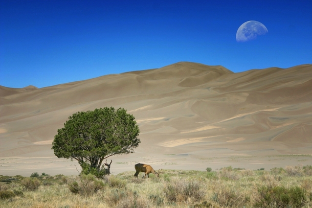 Morning at Great Sand Dunes National Park CO USA   x 