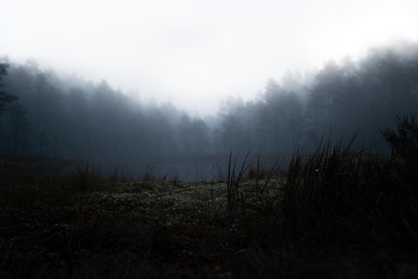 Morning dew in the mist Sweden 
