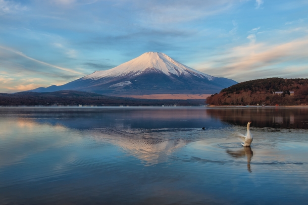 Morning Fuji at Swan Lake in Yamanakako-mura Yamanashi Prefecture Japan by Shinichiro Saka 