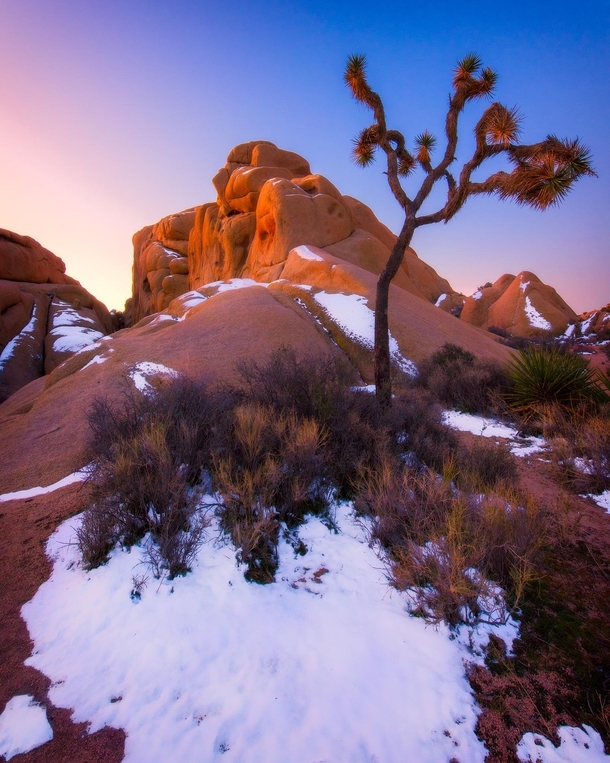 Morning glow at a cold Joshua Tree National Park OC 
