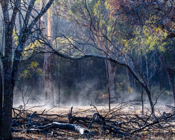 Morning in the Dryandra Woodlands Western Australia x 