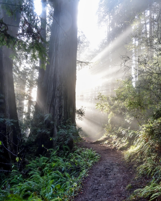 Morning light filtering through redwoods at Prairie Creek CA 