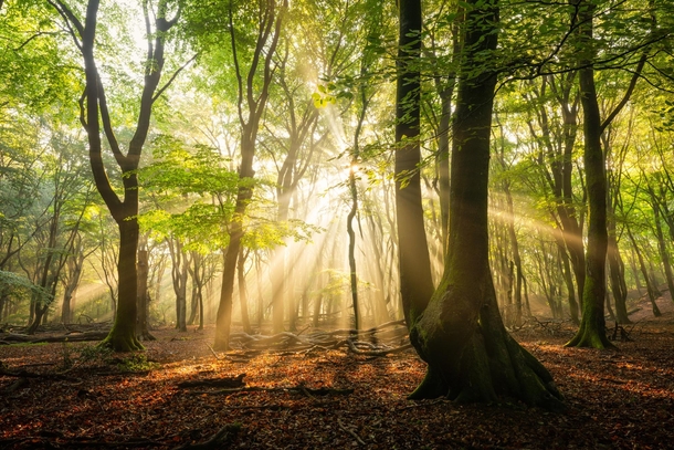 Morning light in the Dutch forest The Netherlands x