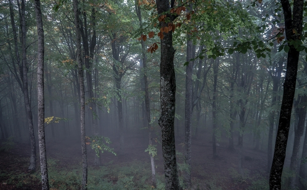 Morning mist deep into the forests of Mount Pelion 