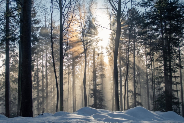 Morning sun shining through a misty winter forest Slovenia 