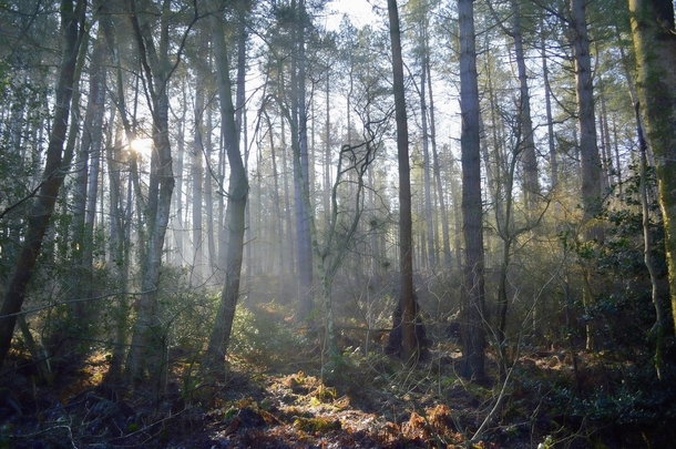 Morning walk Delamere Forest Cheshire UK x OC