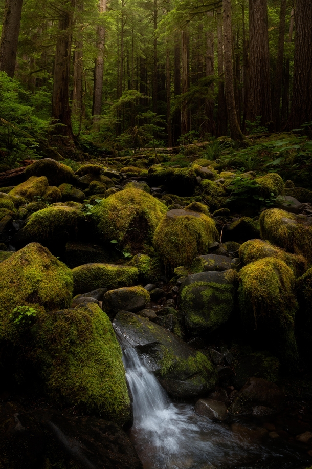 Moss Ferns and Big Ol Trees - Olympic National Park WA - 