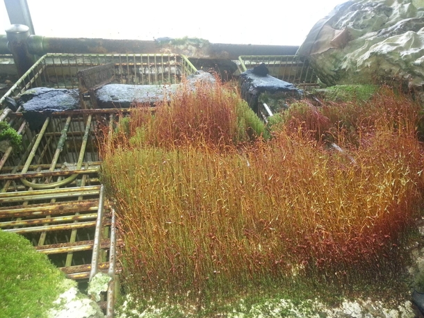Moss growing on shopping carts in an abandoned building in Winston-Salem NC 