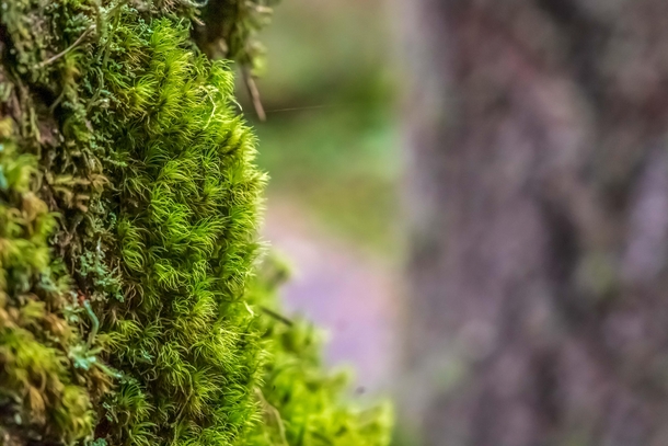 Moss in Washington State 