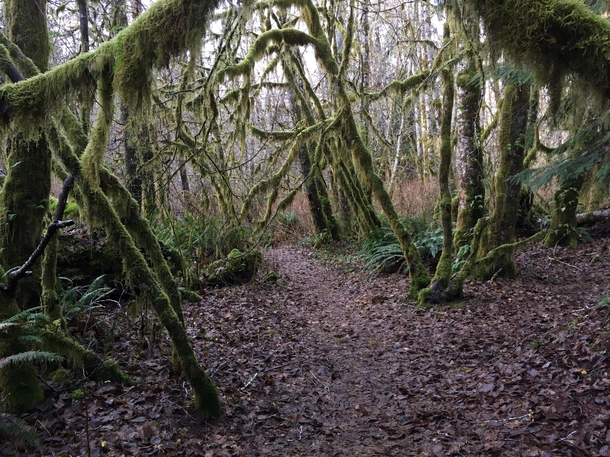 Moss-laden forest in the Oregon Coast Range 
