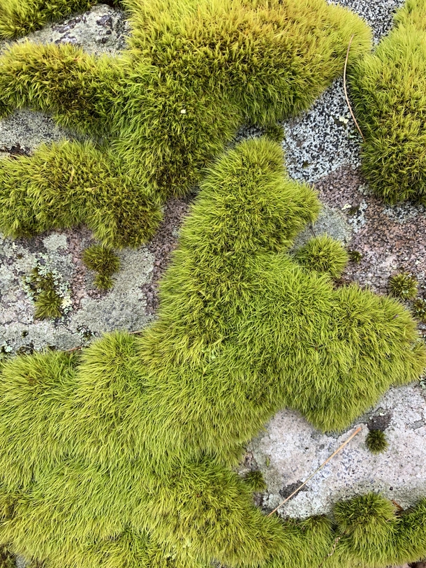 Moss on a rock in Harriman state park NY 