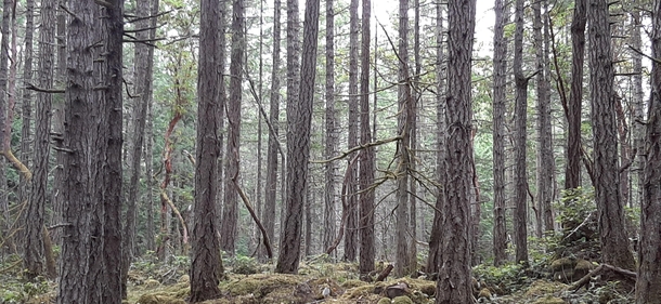 Mossy Forest Mayne Island Canada  
