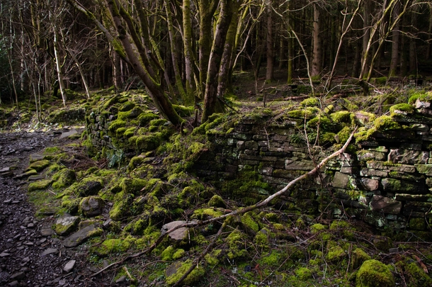 Mossy ruins Wales 