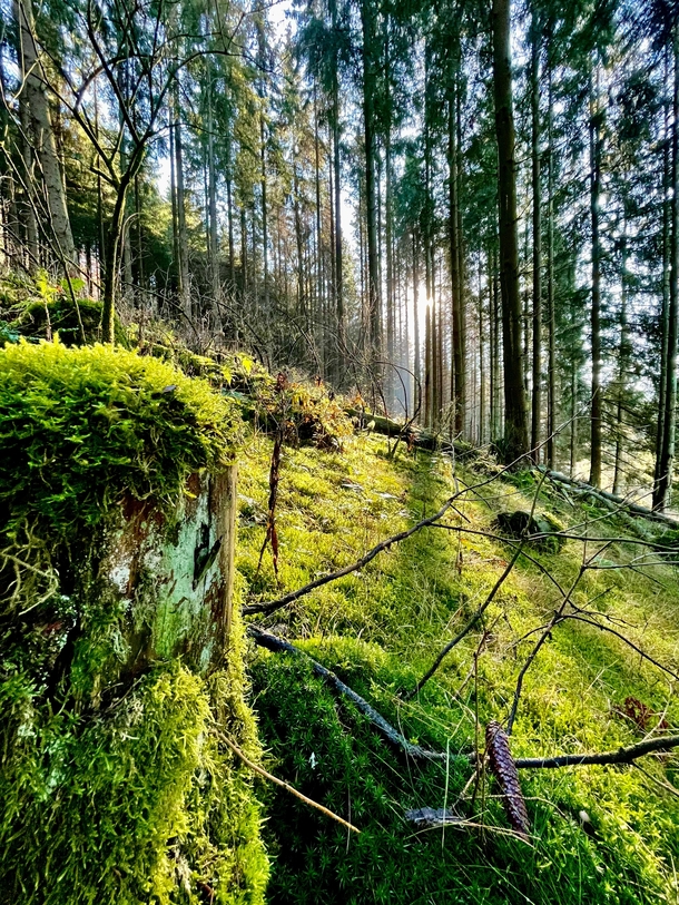 Mossy tree stump near Rothaarsteig forest Germany 