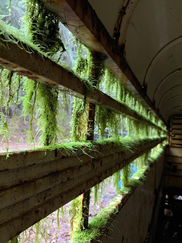 Mossy window in an abandoned trailer Armstrong Woods California 