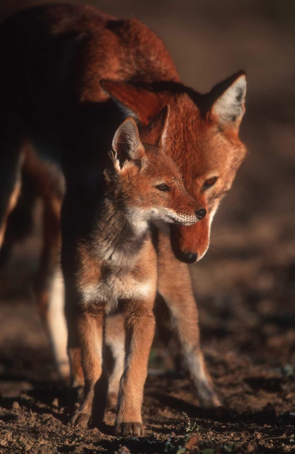 Mother and baby Ethiopian Fox 