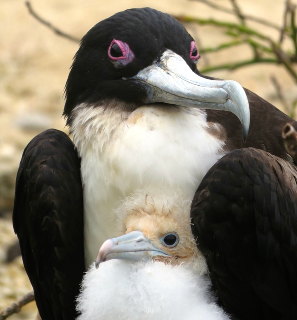 Mother and baby Frigate bird Genovesa Island Galapagos 