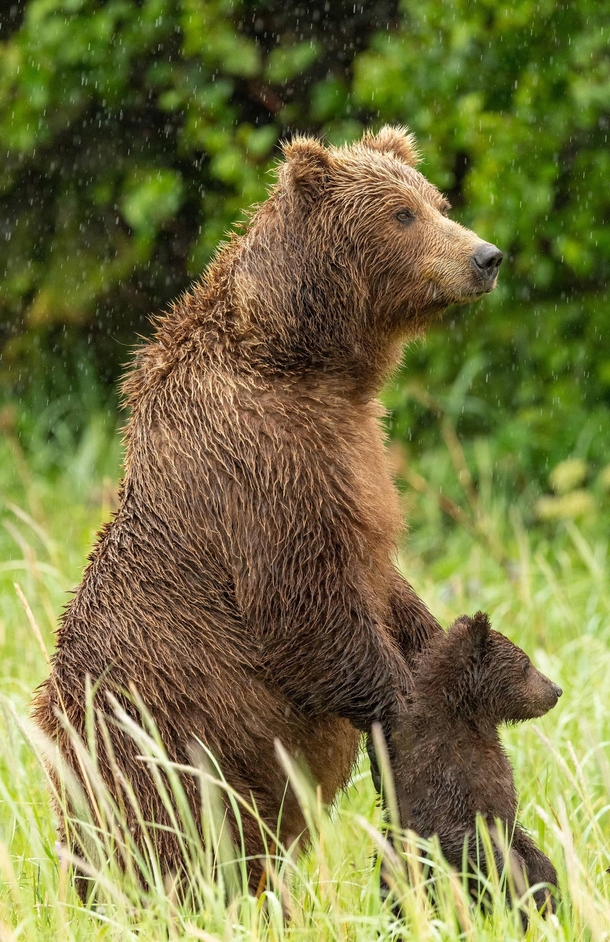 Mother bear and cub in the rain 