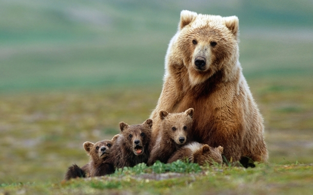 Mother bear and cubs in Katmai National Park Alaska 